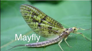 Tying The Green Wet Mayfly