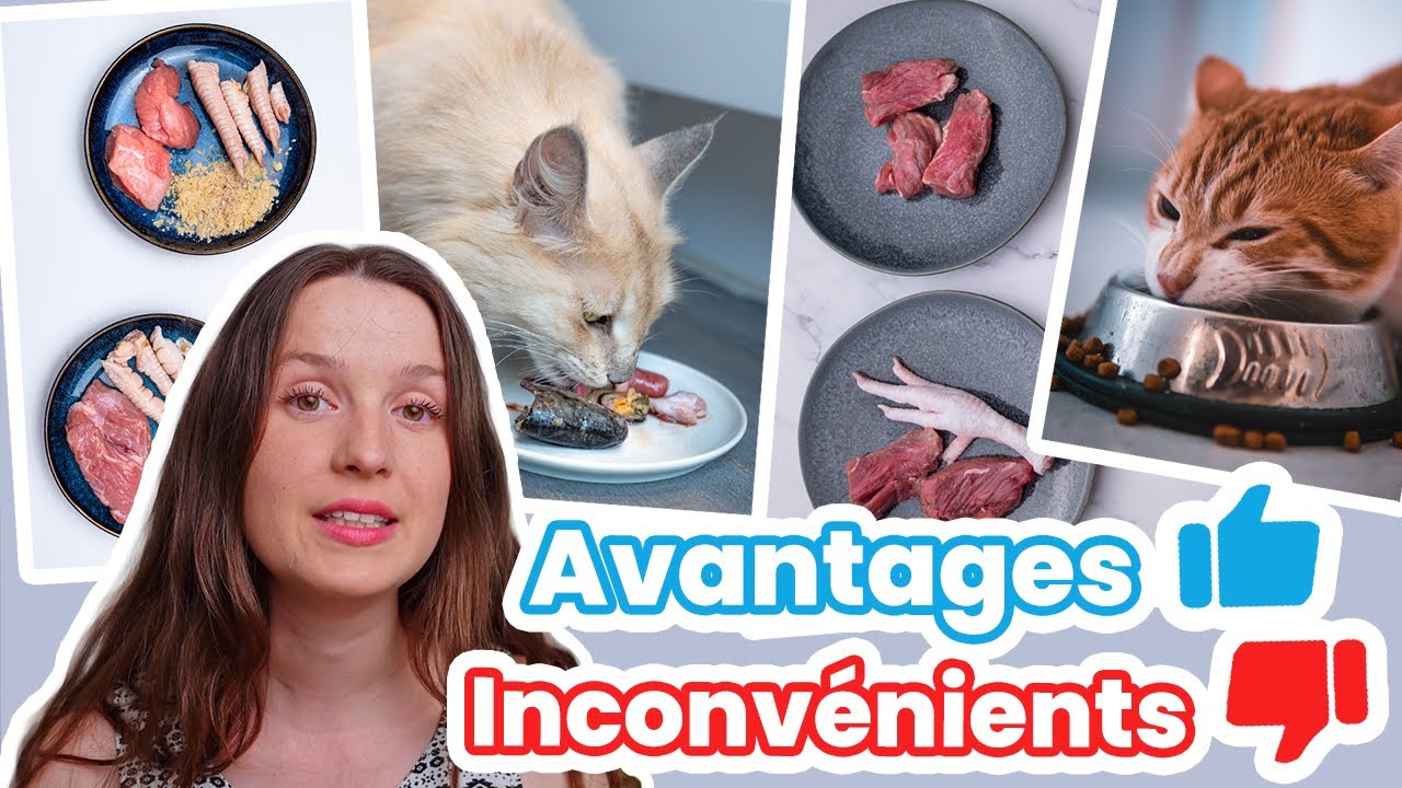 Alimentation Maison (Cru ou Ration Ménagère) pour Chats : Avantages et Inconvénients !
