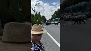 Bear Quickly Crosses a Road and Maneuvers Traffic