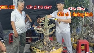 Trực Tiếp xem A Công cắt Tạo Dáng Mai Tàn thành cây Mai Bonsai ra sao?