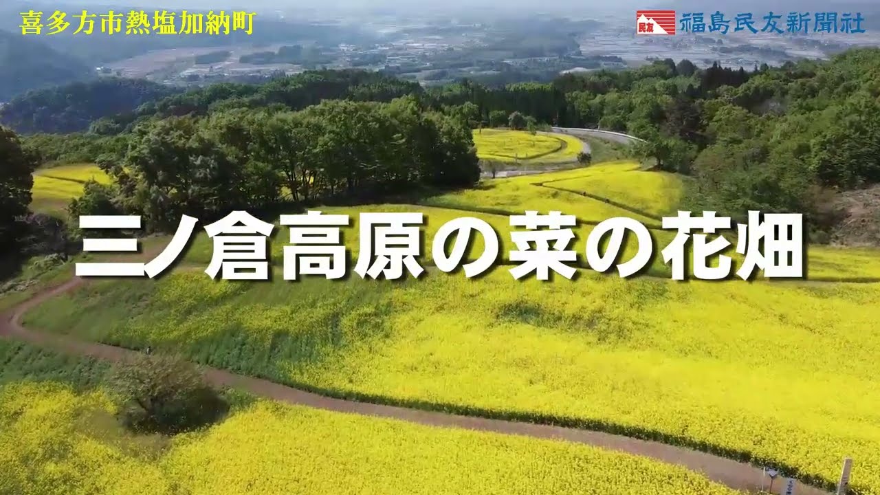 高原に黄色いじゅうたん 喜多方 三ノ倉高原 菜の花畑が見頃 会津地区 福島民友新聞社 みんゆうnet