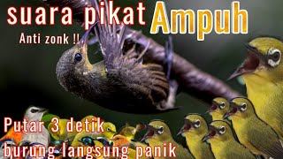 SUARA PIKAT PEMANGGIL BURUNG KECIL LIAR HUTAN PALING AMPUH 2026