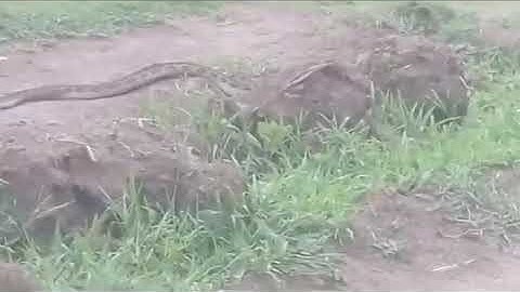 Massive Python spotted in Ballito                            Snake Amazon forest