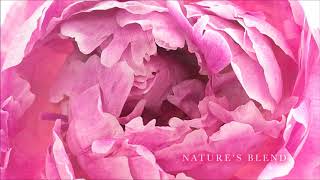 Swiss tempelle Body Wash TVC