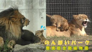 のんほいパーク】 アースとシルクの子ライオンの接し方（251107