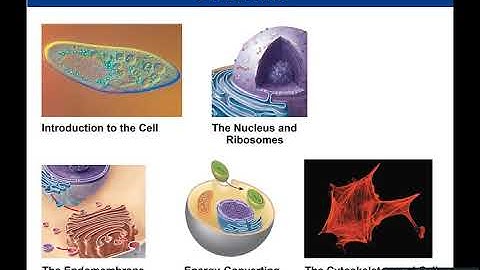 Chapter 4 Cell Structure video