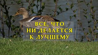 Все, что ни делается, — к лучшему. Мудрая Индийская Притча