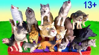 Big Cat Week 2020 Wolf Cheetah Puma Cougar Wolves - Zoo Animals 13+