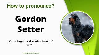 How to Say Gordon Setter (Dog breed) in American Accent