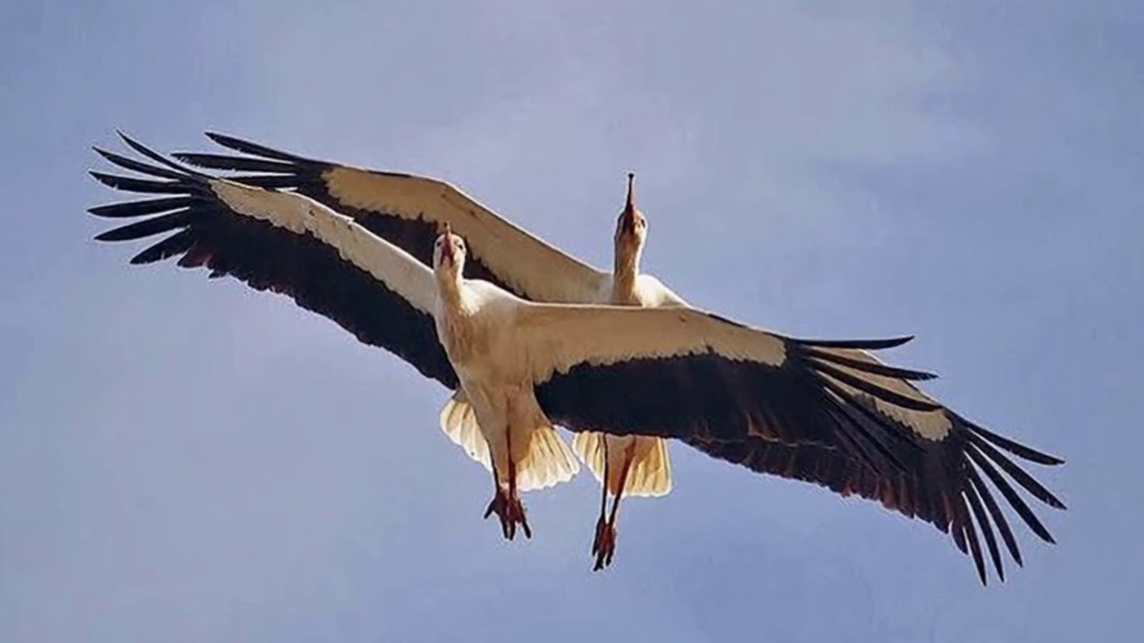 Военные песни СССР Журавли Видеоклип - YouTube