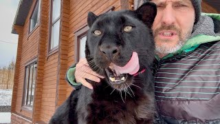 Morning Walk Around The Grounds With Luna The Panther Eng Sub