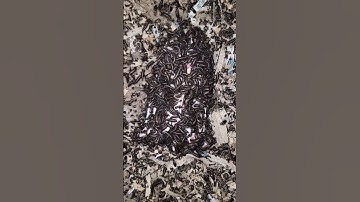 #fyp #foryou #explorepage #explore #snake #reptile #python #burmesepython #florida #floridaman #fypシ