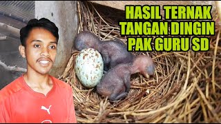 TERNAK TLEDEKAN SAMA KACER BISA SUKSES DAN BERHASIL ALA TANGAN DINGIN PAK GURU SD