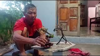 (Đx))M553 gl lot of 2 ma duong trees 100k Contact 0707713796 Bonsai ginger