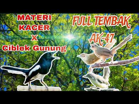 MATERI KACER x Ciblek Gunung // tembakan tajam