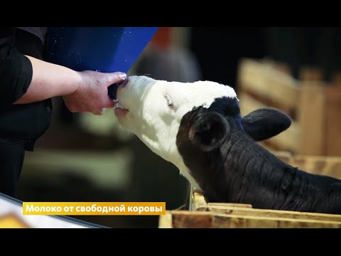 Молоко из Углича | Бизнес | Телеканал "Страна"