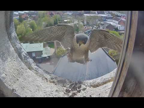 Lingen Peregrine Cam 2 Archive View live cam preview