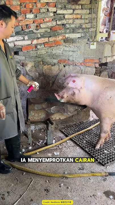 Proses Pengambilan Sperma Babi! - YouTube