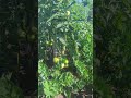 Celery and tomatoes from my garden