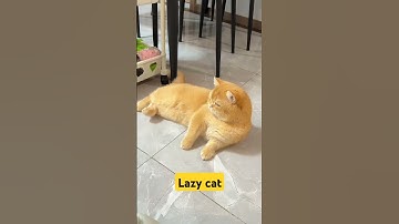 Lazy cat #funnyanimals #cats #catshorts #catvideos