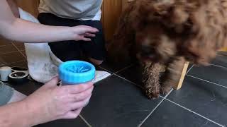 Does This Paw Cleaning Cup Really Work?? Puppy Puts It To The Test
