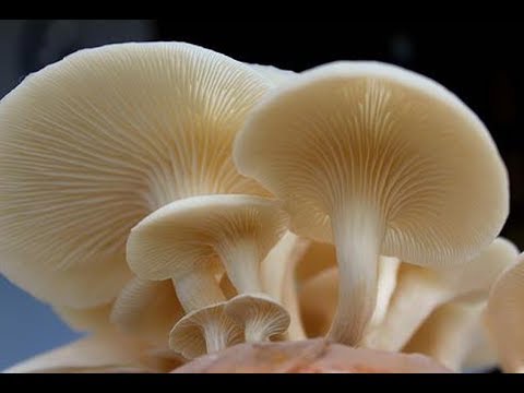CIRI CIRI JAMUR TIRAM, SIAP PANEN !! - YouTube CIRI CIRI JAMUR TIRAM, SIAP PANEN !! - YouTube