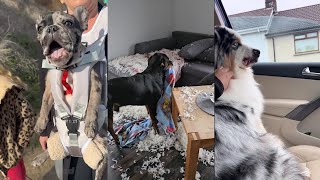Living with a silly dog is like 😂 by Dog Land 19,139 views 2 months ago 21 minutes