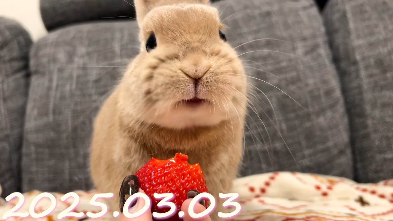 今日はひなまつり🐰「ひなちゃんの日」なので大好物のいちごをあげてみ