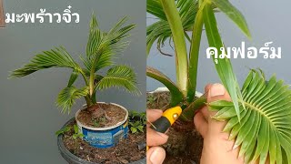 กรีดแต่งบอนไซมะพร้าว คุมฟอร์มต้นแคระ มะพร้าวจิ๋ว Bonsai kelapa coconut