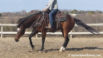 Hustlers Lil Sugar - riding bridleless! - ValleyViewRanch.net