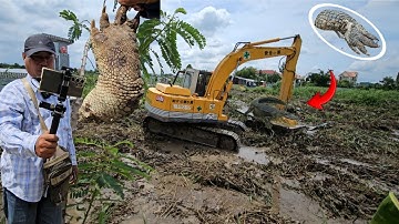 Chấn động miền tây "Kobe cán đứt chân cá sấu khổng lồ" khi đang phát hoang