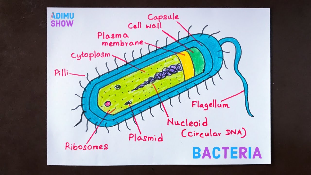 How TO Draw Bacteria | step by step tutorial - YouTube