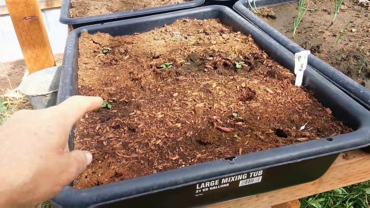 Making Grow Beds Out Of Concrete Mixing Tubs