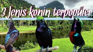 3 Jenis kolibri ninja ( konin) terpopuler di Indonesia