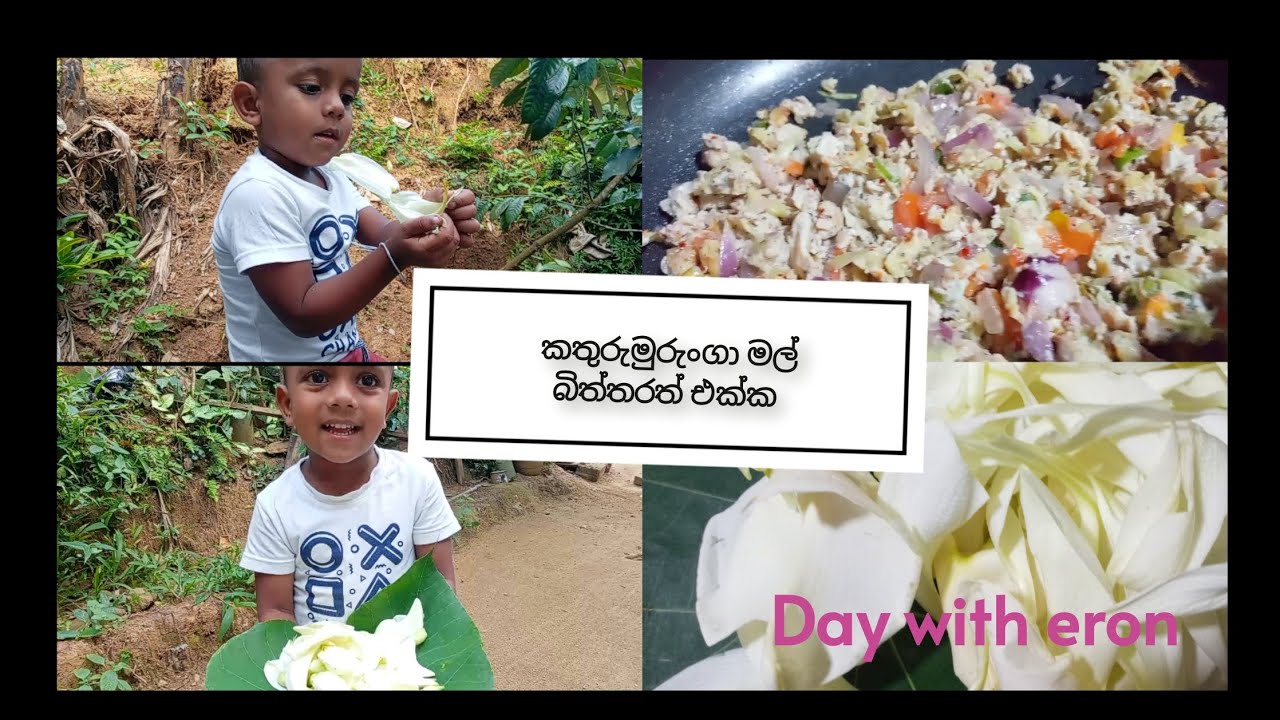 කතුරුමුරුංගා මල් වලට බිත්තර දලා හදමු❤️🌿🌷