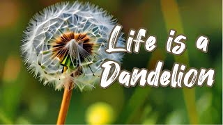 2024 Exclusive Uplifting Song: Life is a Dandelion