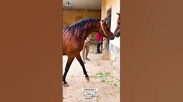 الحصان العربي جميل 