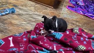 Female Boston Terrier puppy in SC