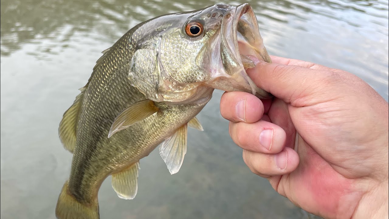 Camp Carlson Bass Fishing March 2025