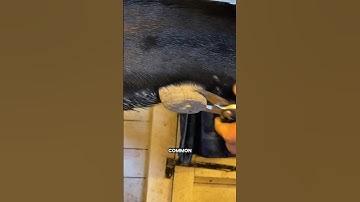 How To Peel Chestnuts Easily? #shorts #youtubeshorts #viralshorts #facts #amazingfacts