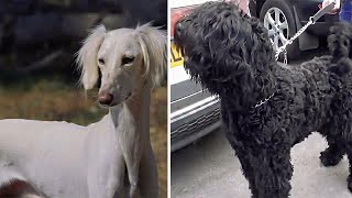 Most Expensive Dog Breeds in The World #3 by Smart Ant 175 views 3 weeks ago 9 minutes, 16 seconds