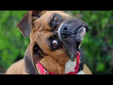 Video: Kan hundar vara rätt eller vänster 