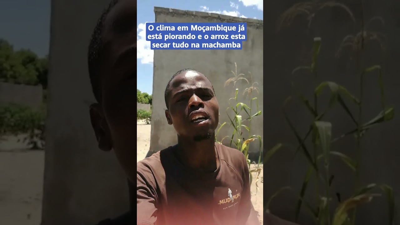 O clima em Moçambique já está piorando e o arroz está secar tudo nas machambas.
