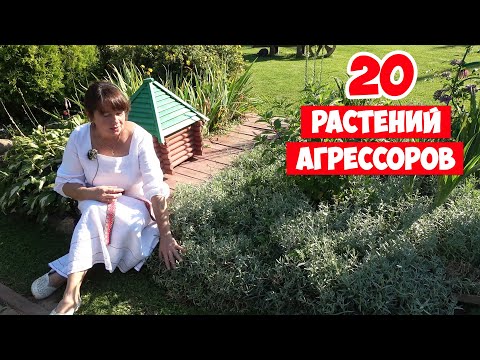 видео: Растения АГРЕССОРЫ в саду. От многих Вы не избавитесь УЖЕ НИКОГДА!