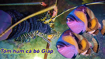 Lặn Biển Trường Sa | Phát Hiện Ổ Hải Sản Đắc Giá- Cá Mặt Quỷ, Tôm Hùm,Cá Bò Thép