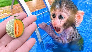 Monkey Baby Bon Bon Eats Fruit With Puppy At The Pool And Swims With Fish