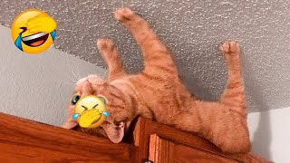 New Funny Animals 😂 Funniest Cats and Dogs Videos 😺🐶 #34