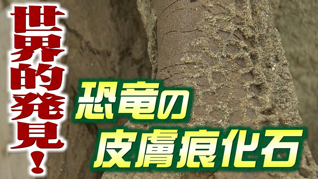 特大美株 恐竜の皮膚感 溶岩火山 推定樹齢80年弱 発根済 カリバナスフーケリー 7700万年前の恐竜の「皮膚痕」 世界的発見の化石が日本初公開へ(2023年
