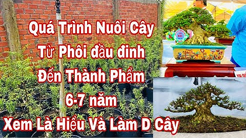 cách nuôi cây bonsai từ phôi đến thành thành phẩm | nuôi phôi bonsai tán đầu đinh đến thành phẩm