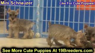 Miniature schnauzer, puppies, dogs, for ...